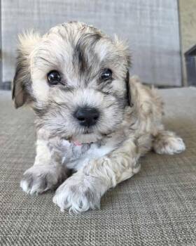 Maltese and Poodle Dogs Available for Adoption in Corona, California - Sydney | PetCurious