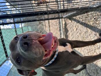 Rescue Pit Bull Terrier Dogs for Adoption in Leavenworth, Kansas - 25-0597 "Donkey" | PetCurious