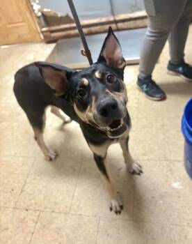 Rescue German Shepherd Dog and Mixed Breed Dogs for Adoption in Chillicothe, Ohio - Chestnut | PetCurious