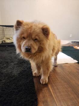 Chow Chow Dogs Available for Adoption - Maggie | PetCurious
