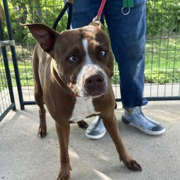 Mixed Breed Dogs Available for Adoption in Lake Jackson, Texas - Blew | PetCurious