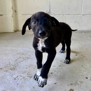 Winslet 2282 -  Great Dane and Mixed Breed Dog for Adoption in Loxahatchee Groves, Florida - Winslet 2282 | PetCurious