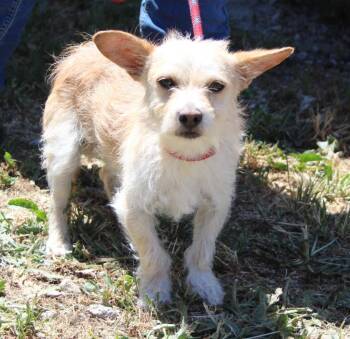 Jax -  Terrier Dog for Adoption in Vacaville, California - Jax | PetCurious
