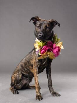 Misbah -  Mixed Breed Dog for Adoption in Atlanta, Georgia - Misbah | PetCurious