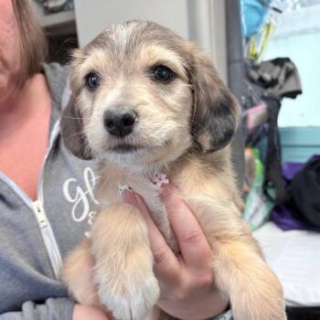 Australian Cattle Dog Blue Heeler and Poodle Dogs Available for Adoption in Boerne, Texas - Okra | PetCurious