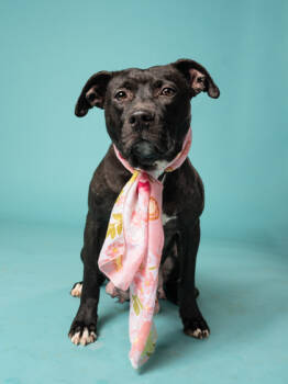 Rescue Mixed Breed Dogs for Adoption in Atlanta, Georgia - Bulgogi | PetCurious