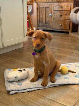 Labrador Retriever and Hound Dogs Available for Adoption in Rockford, Illinois - Gypsy | PetCurious