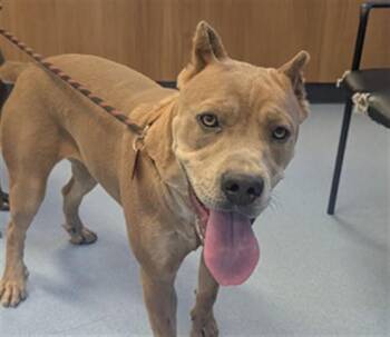 SELENE -  Pit Bull Terrier Dog for Adoption in San Jose, California - SELENE | PetCurious