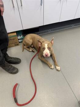 Mixed Breed Dogs Available for Adoption in West Chester, Pennsylvania - Pablo Boy | PetCurious