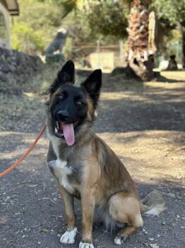 Rescue Shepherd and Belgian Shepherd Tervuren Dogs for Adoption in San Diego, California - Kenya | PetCurious