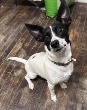 Chihuahua and Jack Russell Terrier Dogs Available for Adoption in Irwin, Pennsylvania - Minnie | PetCurious