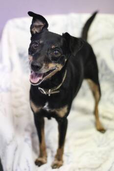 Ruthie in NH. Come Meet our Adoptable Dogs Wednesday-Saturday. M -  Rat Terrier Dog for Adoption in Manchester, New Hampshire - Ruthie In NH. Come Meet Our Adoptable Dogs Wednesday-Saturday. M | PetCurious