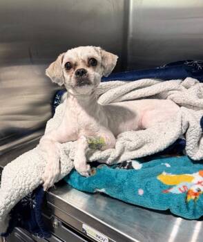 Shih Tzu Dogs Available for Adoption - Furbo | PetCurious