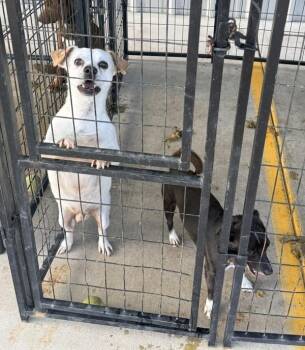 Ollie -  Chihuahua Dog for Adoption in Tulare, California - Ollie | PetCurious
