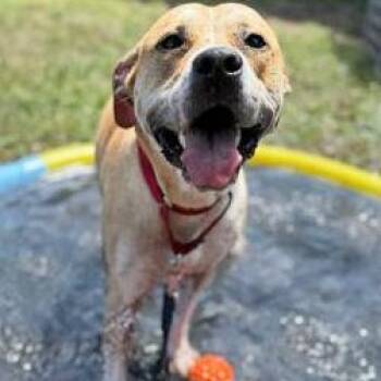 Mixed Breed Dogs Available for Adoption in Fernandina Beach, Florida - SASSY | PetCurious