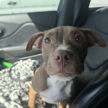 Kit -  Mixed Breed Dog for Adoption in Tampa, Florida - Kit | PetCurious