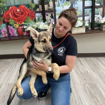 Ice -  Shepherd Dog for Adoption in Elyria, Ohio - Ice | PetCurious