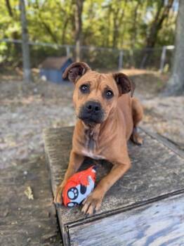 Rescue Terrier and Pug Dogs for Adoption in Shelbyville, Indiana - Athena | PetCurious