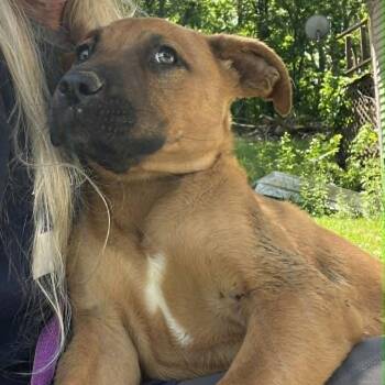 Mountain Cur and Mixed Breed Dogs Available for Adoption in Nashville, Tennessee - Errol | PetCurious