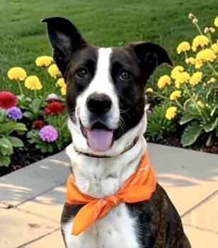 Sedona -  Shepherd Dog for Adoption in Perry, Iowa - Sedona | PetCurious