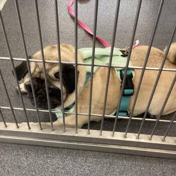 Maxine -  Pug Dog for Adoption in Montgomery, Alabama - Maxine | PetCurious