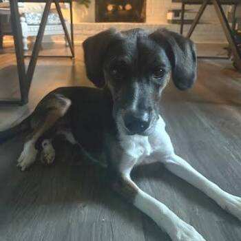 Buddy -  Mixed Breed Dog Available for Adoption in Jeffersonville, Indiana - Buddy | PetCurious