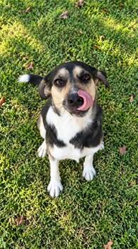 Maisie -  Mixed Breed Dog for Adoption in Lagrange, Indiana - Maisie | PetCurious