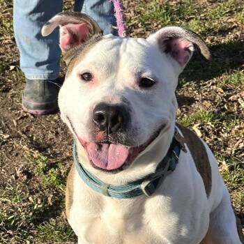 Rescue Mixed Breed Dogs for Adoption in Huntington, West Virginia - Peanut | PetCurious