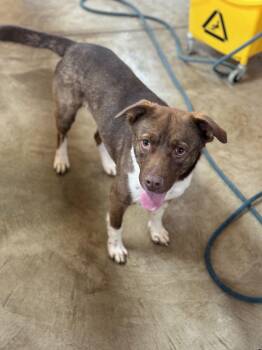 Pit Bull Terrier Dogs Available for Adoption - Willow | PetCurious