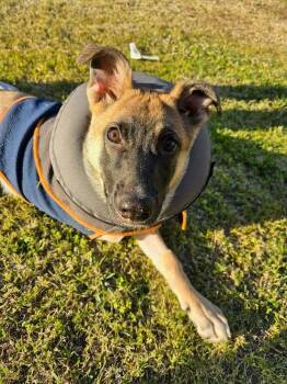 Tippy the Tripod - Located in California -  Belgian Shepherd Malinois Dog for Adoption in Imlay City, Michigan - Tippy The Tripod - Located In California | PetCurious