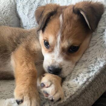 Mixed Breed Dogs Available for Adoption - Bowie | PetCurious