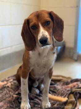 Beagle and Mixed Breed Dogs Available for Adoption in King William, Virginia - Stromboli | PetCurious