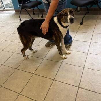 10/10/2026-Stray-PembrookDrive-2 -  Mixed Breed Dog for Adoption in Columbus, Georgia - 10/10/2026-Stray-PembrookDrive-2 | PetCurious