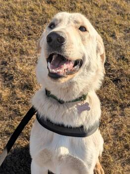 Rescue Great Pyrenees and German Shepherd Dog Dogs for Adoption in Marble Falls, Texas - Chevy | PetCurious