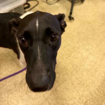 Gretchen -  Collie and Mixed Breed Dog for Adoption in Birmingham, Alabama - Gretchen | PetCurious