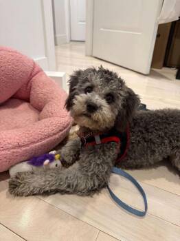 Poodle Dogs Available for Adoption - Gana | PetCurious