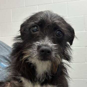 Ting-Ting -  Shih Tzu and Mixed Breed Dog for Adoption in Corpus Christi, Texas - Ting-Ting | PetCurious