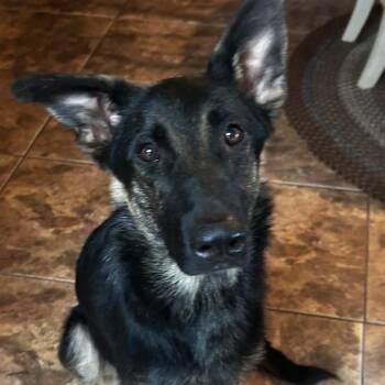 Sally -  German Shepherd Dog Dog for Adoption in Las Vegas, Nevada - Sally | PetCurious