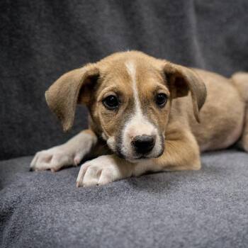 Chipmunk -  Mixed Breed Dog for Adoption in Cheyenne, Wyoming - Chipmunk | PetCurious