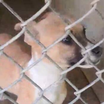 Mixed Breed Dogs Available for Adoption in Valley, Alabama - Azalea | PetCurious