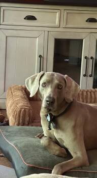 Weimaraner Dogs Available for Adoption - Roman | PetCurious