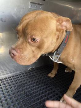 Mixed Breed Dogs Available for Adoption in Dallas, Texas - TANK | PetCurious