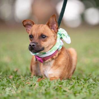 Chihuahua and Parson Russell Terrier Dogs Available for Adoption - Tres | PetCurious