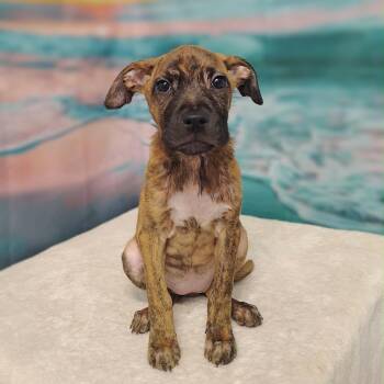 Zayda -  Pit Bull Terrier and Mixed Breed Dog for Adoption in Griswold, Connecticut - Zayda | PetCurious