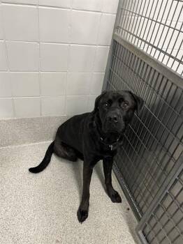 BEAST -  Mastiff and German Shepherd Dog Dog for Adoption in Omaha, Nebraska - BEAST | PetCurious