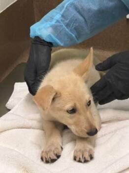 Dana -  Mixed Breed Dog for Adoption in Wichita, Kansas - Dana | PetCurious