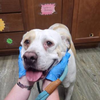 Lila -  Mixed Breed Dog for Adoption in Summerville, South Carolina - Lila | PetCurious