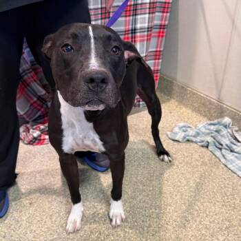 Spot -  Pit Bull Terrier Dog for Adoption in San Gabriel, California - Spot | PetCurious