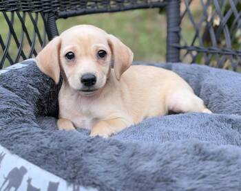 Skillet -  Mixed Breed Dog for Adoption in Mount Pleasant, South Carolina - Skillet | PetCurious
