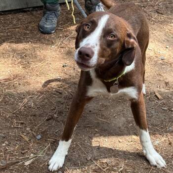 Border Collie and Retriever Dogs Available for Adoption in Incline Village, Nevada - Fen | PetCurious